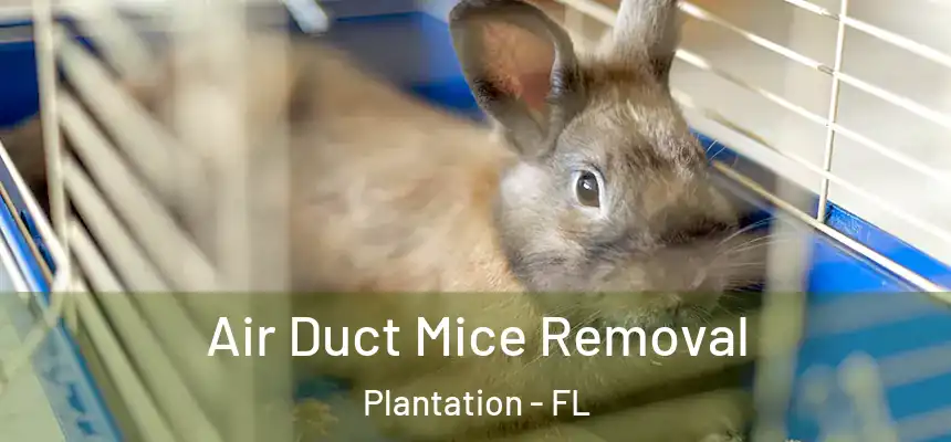 Air Duct Mice Removal Plantation - FL